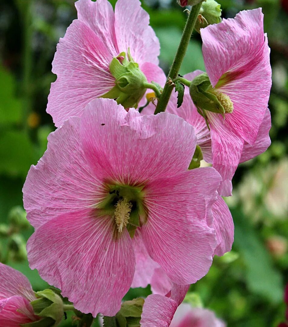 Мальва картинки. Мальва гибридная. Мальва картинки. Цветки мальвы. Цветы мальва просвирник.