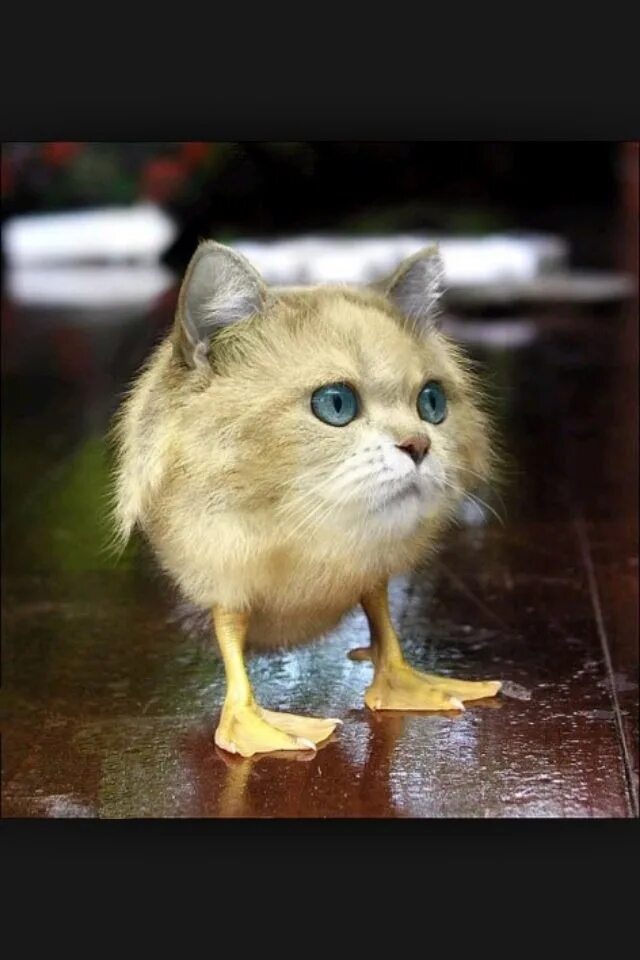 Cat duck. Глупая кошка. Двуногие животные.