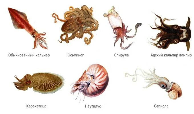 Кальмар какая группа животных. К какому классу относится кальмар. кальмар какой класс. к какой группе относится кальмар. к какому виду относятся кальмары.