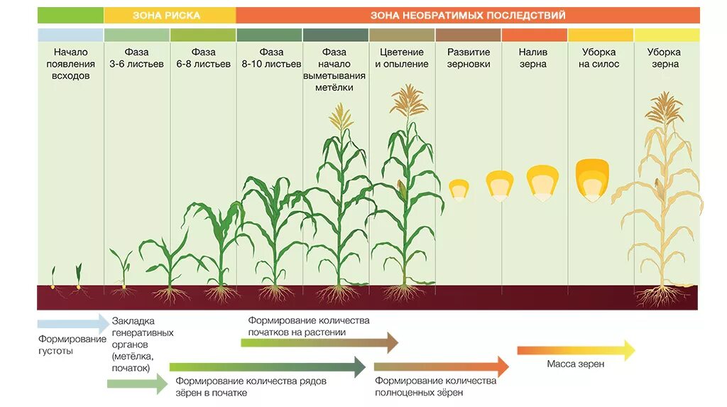 Фазы роста и развития кукурузы на зерно. Период вегетации кукурузы. Фазы роста растения кукурузы. Фаза роста кукуруза этапы. Установите последовательность этапов выращивания растения