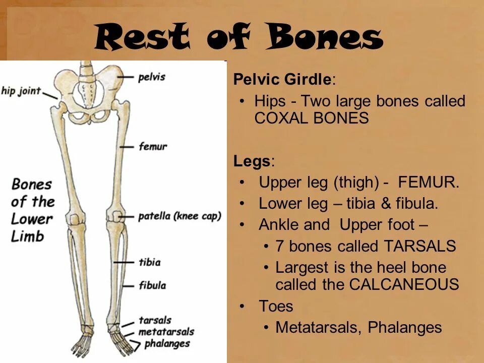 Lower Leg Bones Anatomy. Fibula Bone. Lower Limb Bones. Metacarpal Bones Metatarsal Bones thigh Bone Spine Carpal Bones. Bone meaning