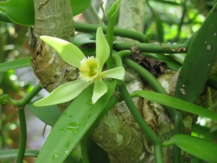 Vanilla plants. Корни орхидеи ваниль. Ваниль душистая. Ваниль растение. Ваниль корни прицепки.