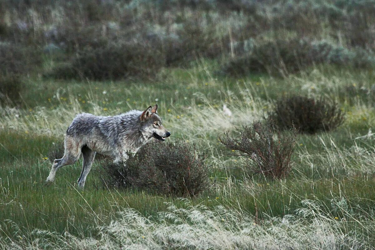 Волк км час. Макензийский Равнинный волк. Йеллоустонский национальный парк волки. Национальный парк Йеллоустоун волки. Волки Йеллоустоунского парка.