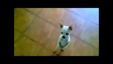 Собака танцует под песню