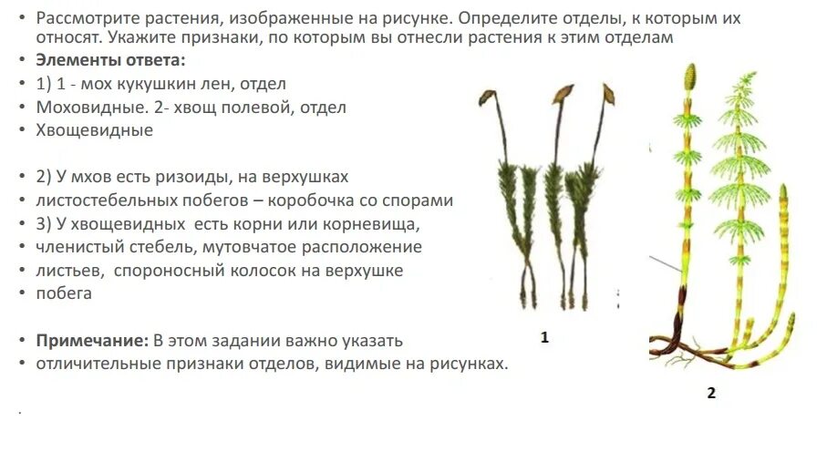 Какой отдел изображен на рисунке. Определять и описывать растения это. Рассмотреть растение. Определите отдел растения по рисунку. Рассмотрите растения изображенные на рисунках определите отделы.