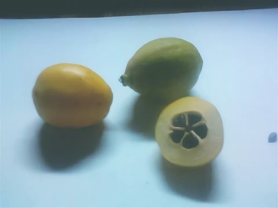 На какой плод похож. Плоды похожие на лимон. Похож на лимон. Плоды похожие на маленькие Лимончики. Фрукт похожий на лимон.