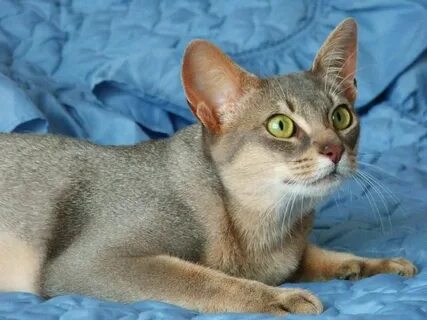 Окрасы абиссинских кошек