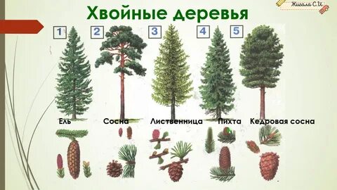 Какие деревья хвойные а какие лиственные