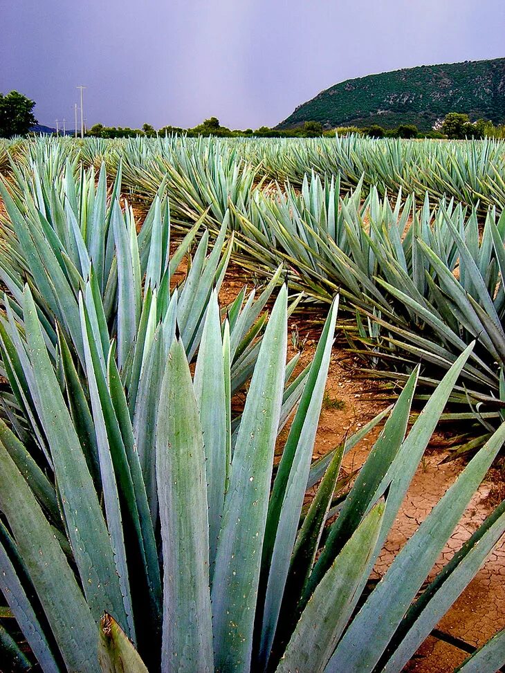 Текила agave. Агава растение текила. Голубая Агава Мексика. Текила Кактус голубая Агава. Агава растение Мексика.