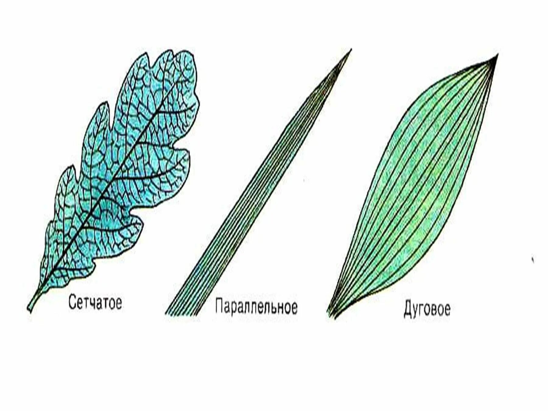 Жилкование сетчатое дуговое параллельное. Сетчатое параллельное и дуговое жилкование. Тип жилкования листа алоэ. Жилкование листа сетчатое параллельное дуговое. Типы жилкования листьев 6 класс биология.