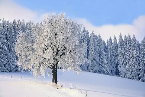 Snow trees