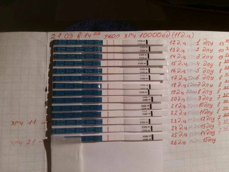 Забеременела после овуляции форум. Тест на беременность после укола ХГЧ. Тесты после укола ХГЧ. ХГЧ И тест на беременность по дням. Тесты после уколов ХГЧ.