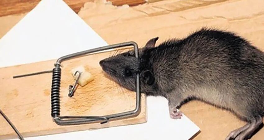 Мышь в мышеловке мультяшка. Мышеловка с мышью. Мышь в мышеловке. Мышь попалась в мышеловку. Давилки для грызунов.