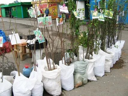 Саженцы в интернет магазине москва