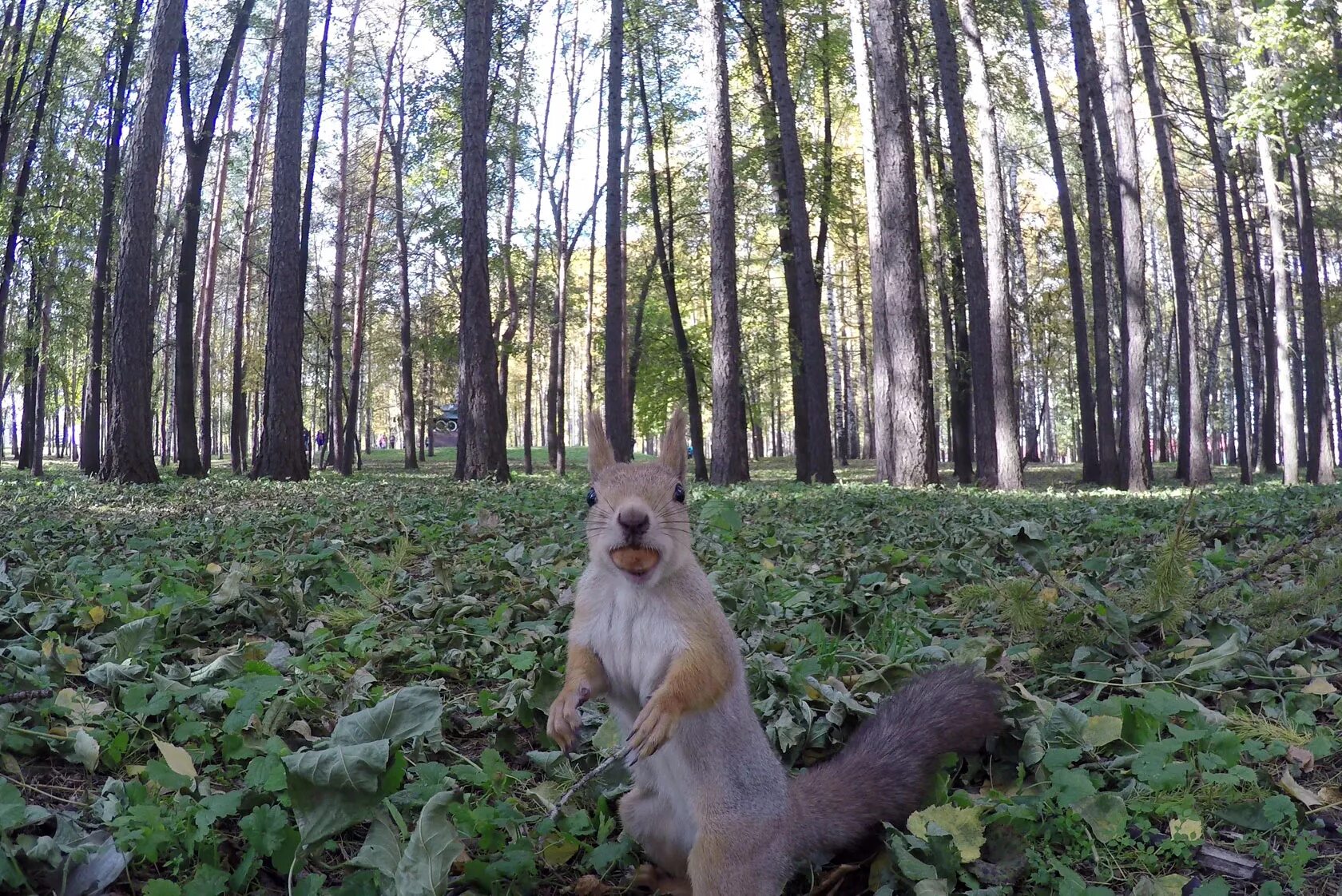 Дендропарк уфа. Непейцевский дендропарк. Дендрарий уфа. Дендропарк уфа. Непейцевский дендрарий.