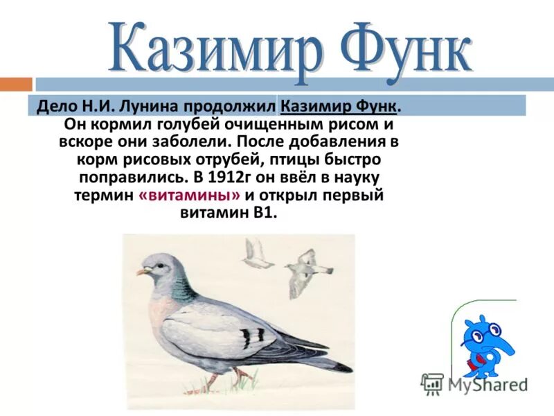 Можно ли давать голубям рис. Можно ли давать голубям рис. Можно ли давать голубям рис. Рацион кормления голубей. Чё ем можно кормить птиц.