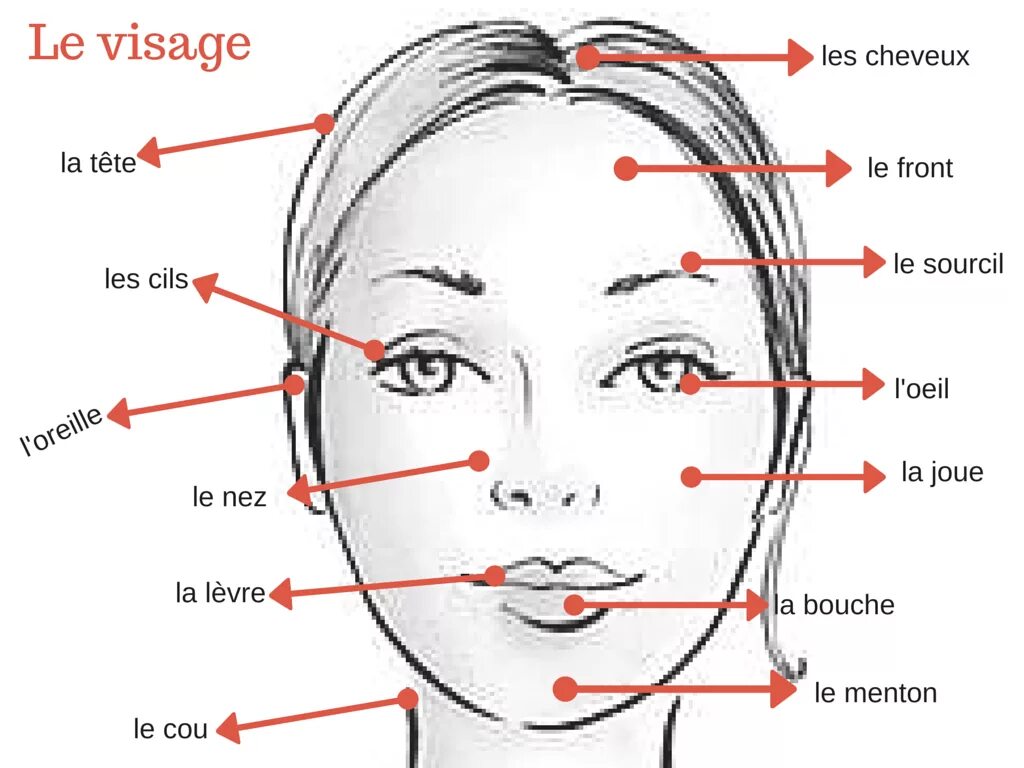 Лицо название. Части тела на французском языке. Части лица на французском языке. Части лица. Части тела и лица на французском.