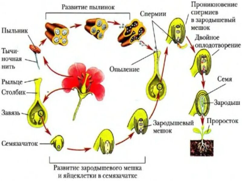 Оплодотворение покрытосеменных. Рис.95 оплодотворение цветкового растения. схема двойного оплодотворения у покрытосеменных растений. размножение покрытосеменных растений схема. оплодотворение цветкового растения схема.
