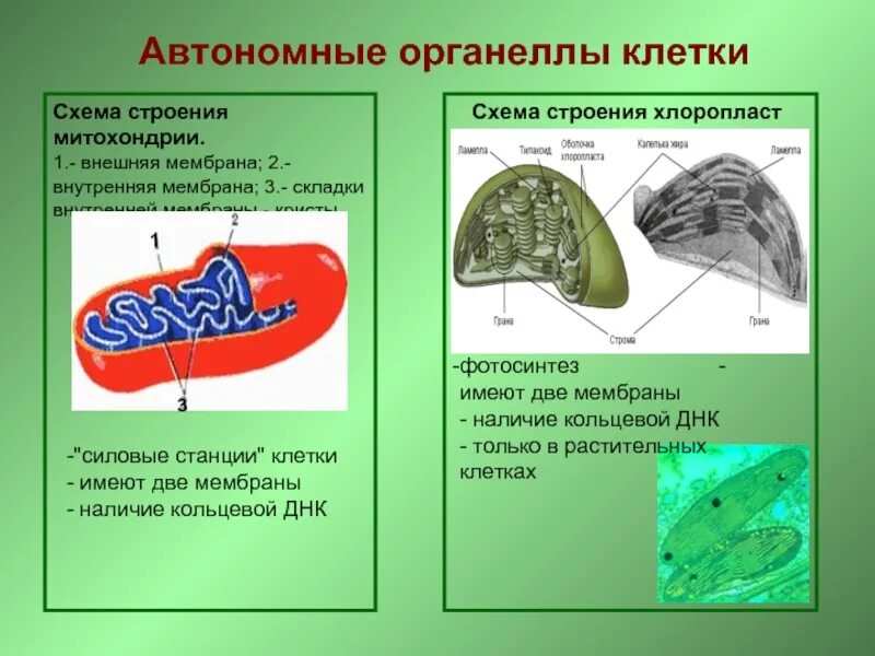 Как называется органелла клетки. Органелла клетки митохондрия. митохондрии строение и функции. полуавтономные органеллы клетки. складки внутренней мембраны митохондрий.