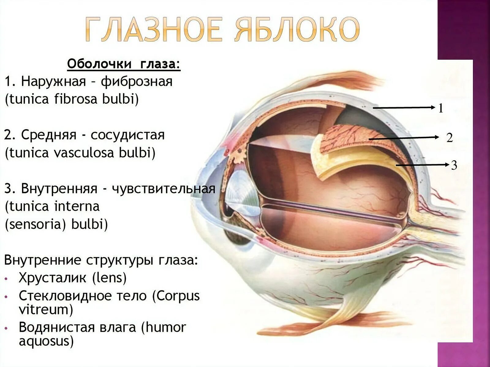 Какую функцию имеет оболочка. Строение оболочек глазного яблока анатомия. Внутренняя оболочка глазного яблока строение. Глазное яблоко имеет три оболочки. Оболочки и содержимое глазного яблока анатомия.