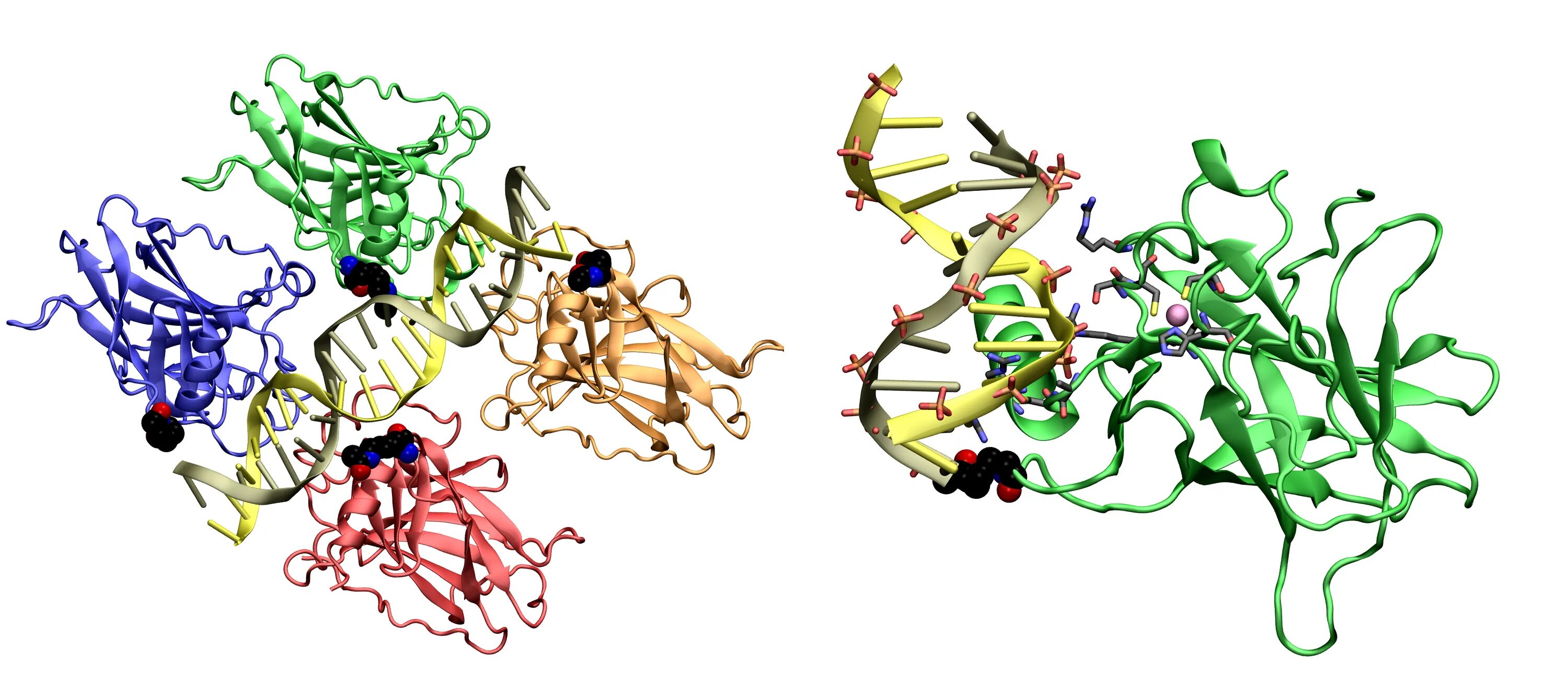 Белок супрессор. Апоптоз ген р53. мутация гена р53. белок p53. p53 protein.