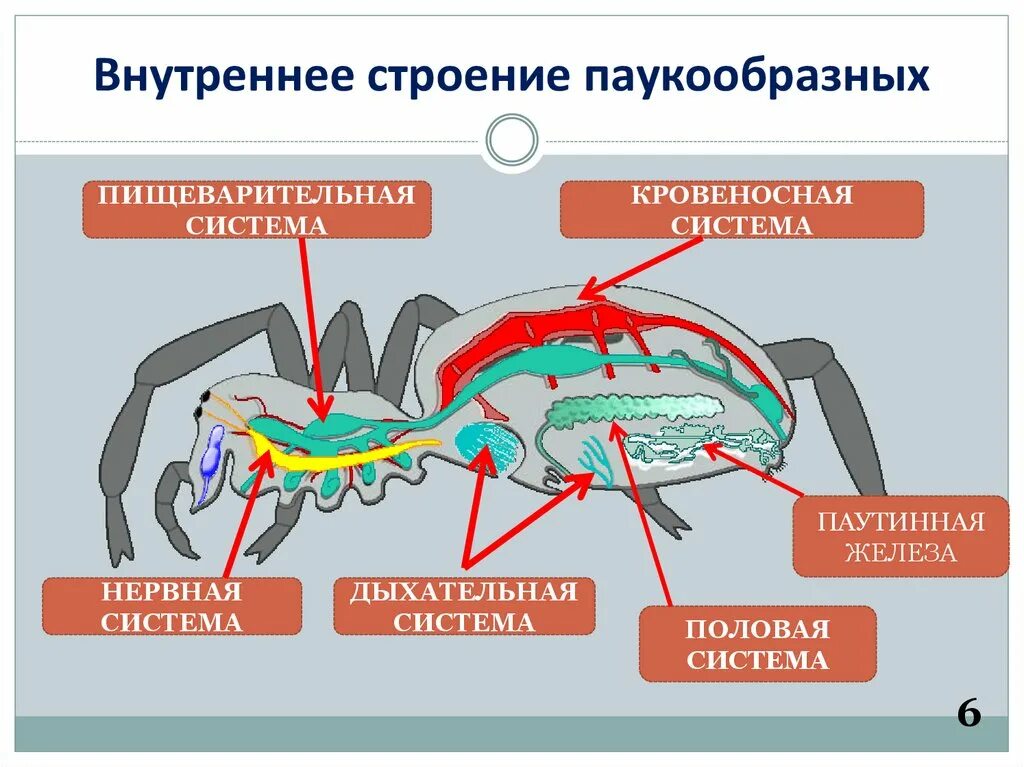 Строение нервной системы паука. Строение кровеносной системы паукообразных. Пищеварительная система паукообразных цепочка. Строение кровеносной системы паука. Выбери признаки паукообразных