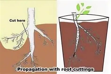 Root threads. Корень 19. root thickness. regular cut roots. single double roots.