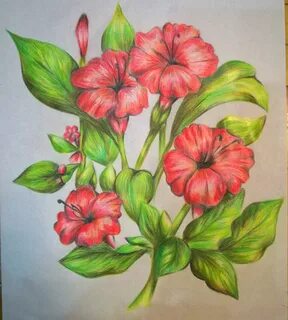Рисовать цветы цветными