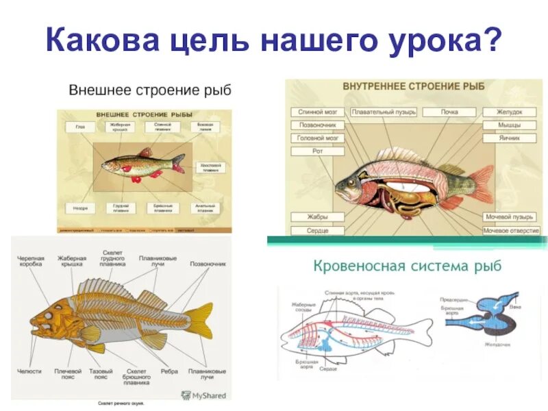 Внешнее и внутреннее строение рыб. Строение рыбы 7 класс биология. Внутреннее строение рыбы биология. Внутреннее строение строение рыбы. Передвижение рыб 7 класс биология лабораторная работа