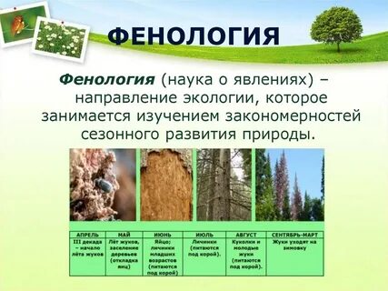 Сезонные изменения в жизни растений изучает