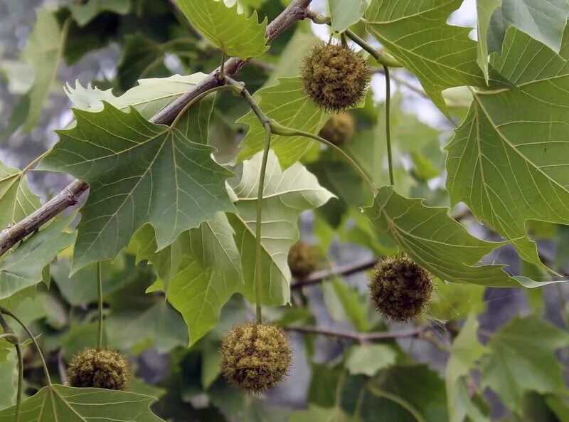 Что такое чинара. Платан дерево плоды. Платан кленолистный. Платан листья семена.
