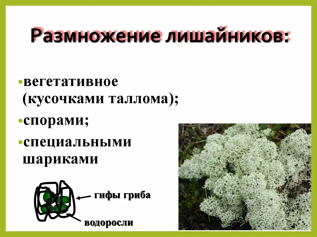 2 лишайники размножаются. Лишайники. Лишайники размножаются с помощью. Вегетативное размножение лишайников. Размножение лишайников.