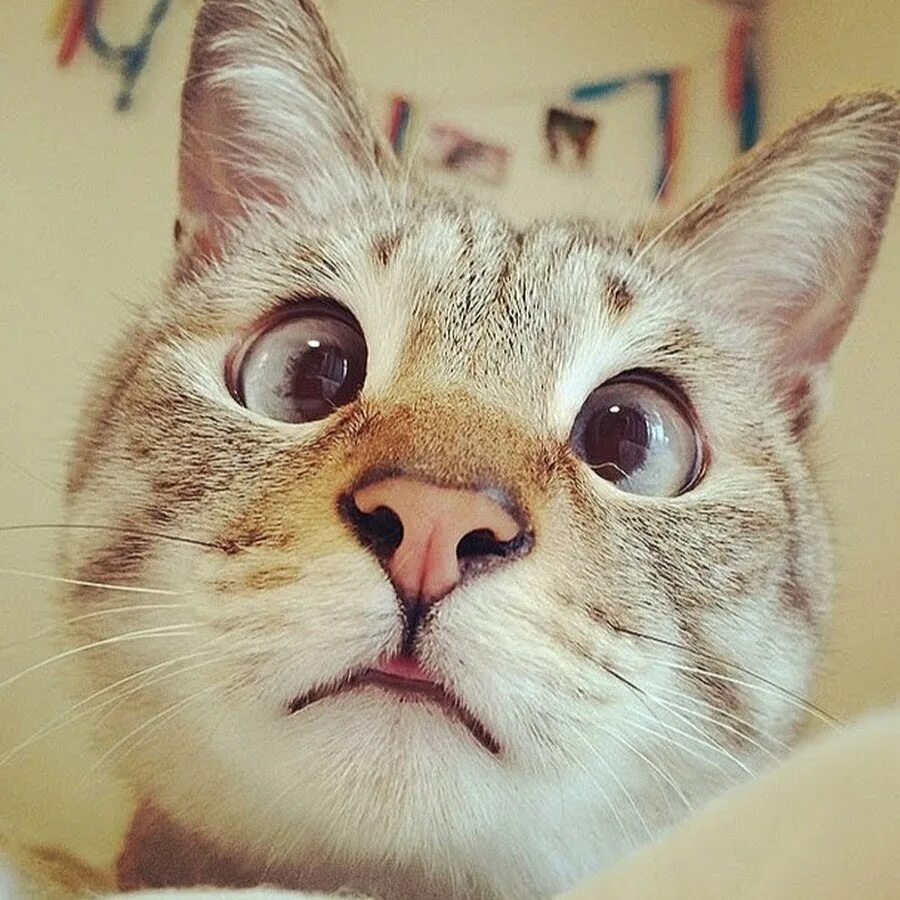 Морда кота. Милое лицо кота. Котик с большим глазами. Милое лицо кота. Кока с большими глазами.