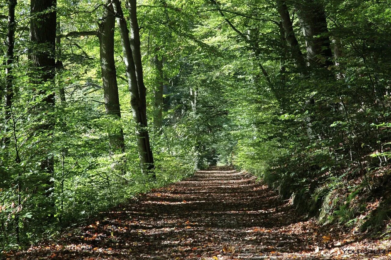 Естественные леса. Лесная экосистема. Лес с вековыми деревьями. Ореховые деревья аменсализм. Кленово-дубовый древостой широколиственного леса.