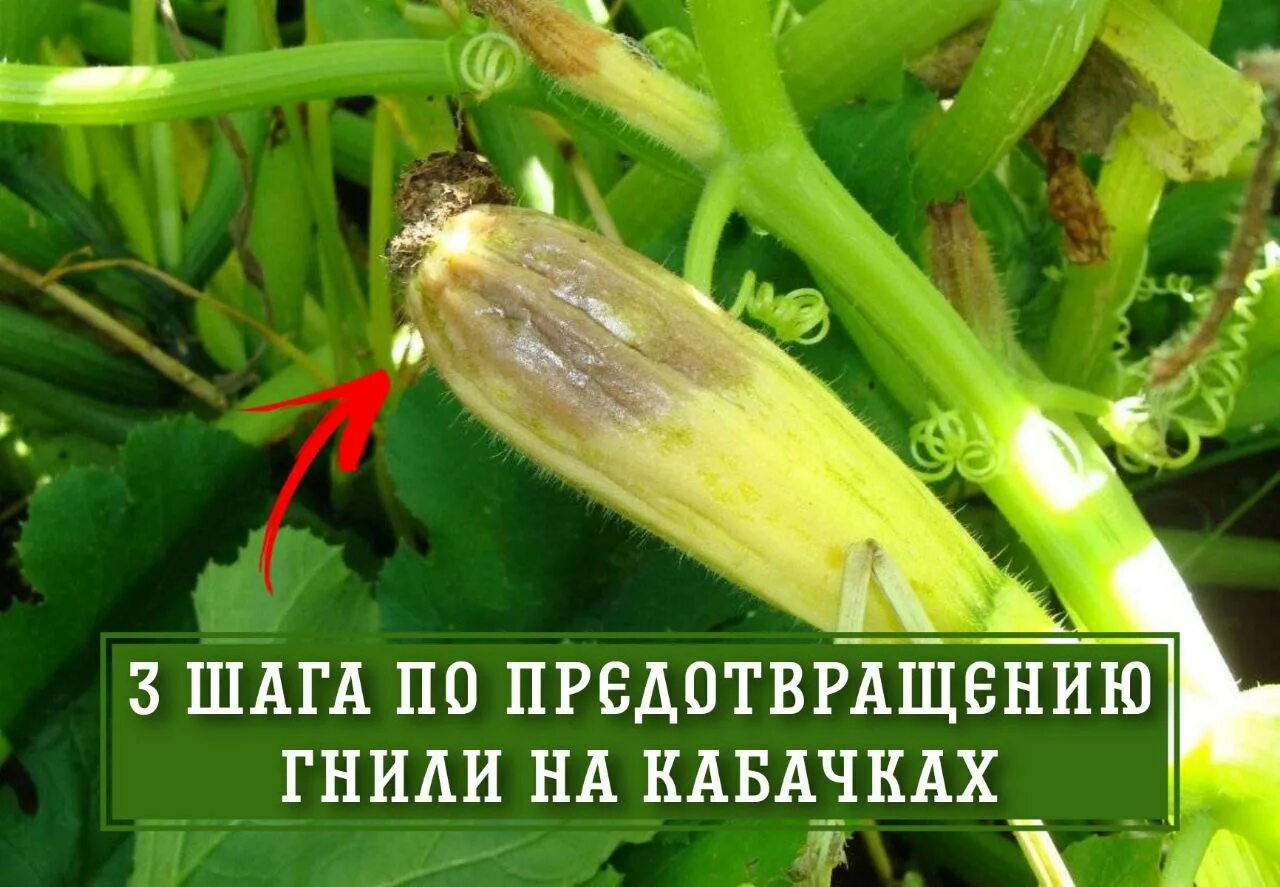 Испорченный кабачок. Серая гниль на кабачках. Кабачки растут. Кабачок растение. Гнилой кабачок.
