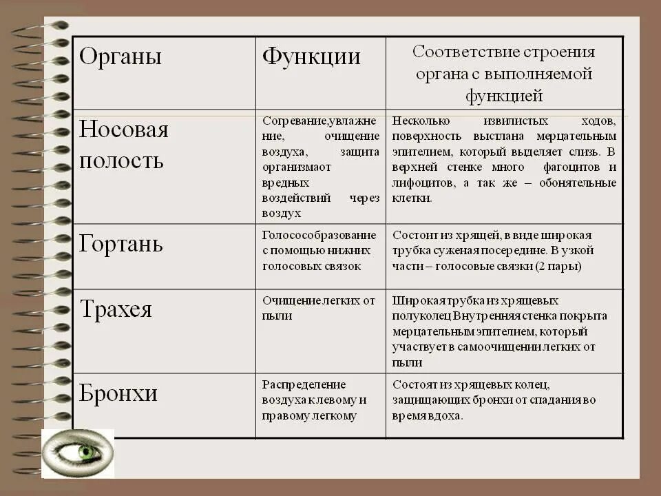 Системы человека таблица. Строение и функции органов дыхания таблица 8 класс биология. Органы дыхания их строение и функции таблица. Таблица по биологии 8 класс органы дыхания строение и функции. Строение и функции дыхательной системы таблица.