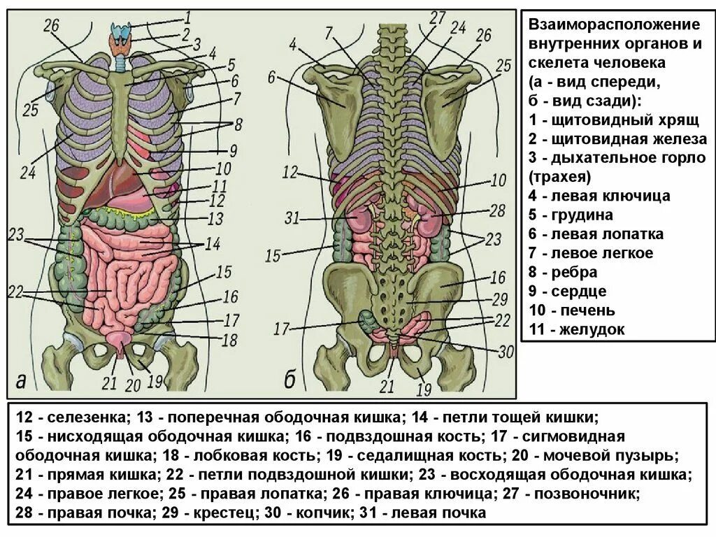 Органы составляющие женскую