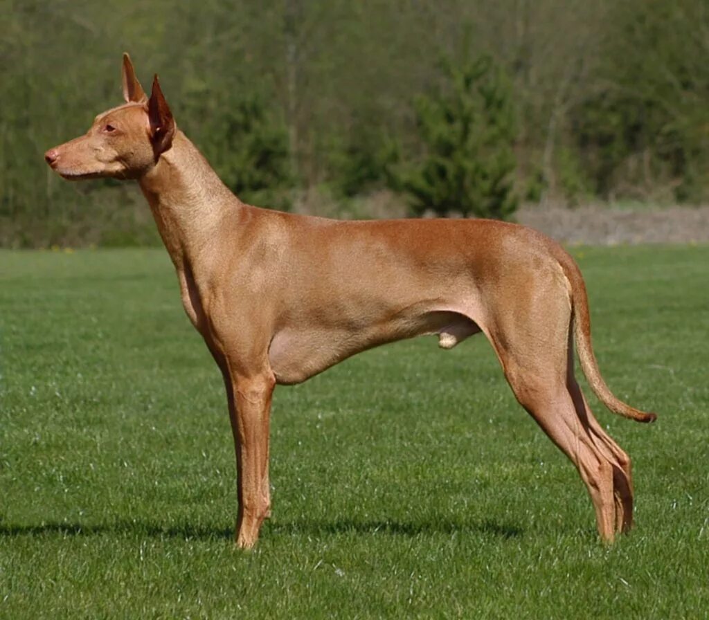 Сицилийская борзая чирнеко дель этна. Собака фараонов. Порода собак египетский фараон. Фараонова собака (фарао хаунд). Порода фараон хаунд.