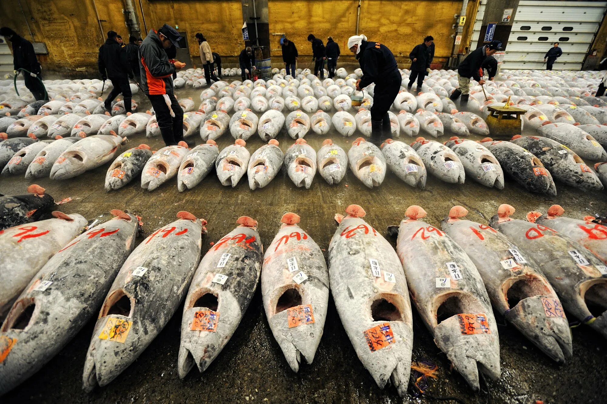 Где добыть рыбу. Рыболовство в Японии. Промысел рыбы. Япония рыбный промысел. Улов рыбы в Японии.