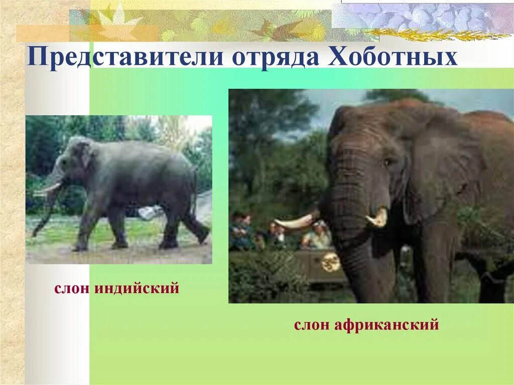 Представители хоботных. Представители хоботных млекопитающих. представители отряда хоботных. хоботные индийский слон. млекопитающие отряд хоботные представители.