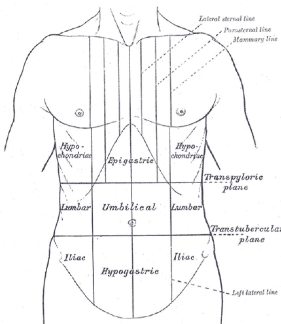 Топографические линии и области живота. Анатомические области живота человека. Области живота топографическая анатомия. Области живота анатомия на латыни.