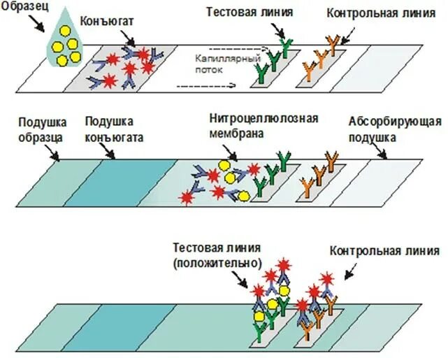 Качественно иммунохроматографический тест. Иммунохроматографический метод микробиология. Иммунохроматографический анализ принцип метода. Иммунохроматографические экспресс тест микробиология. Иммунохроматографический анализ микробиология.