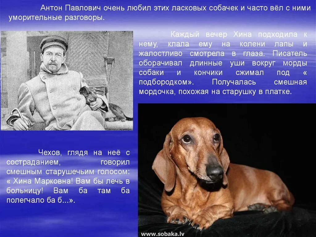 А п чехов собака. Собаки Антона Павловича Чехова.
