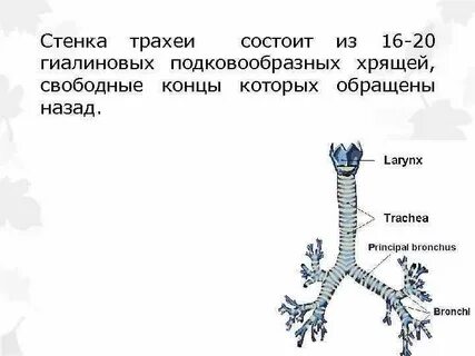 Хрящи трахеи