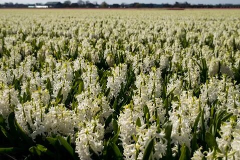 Holland plants