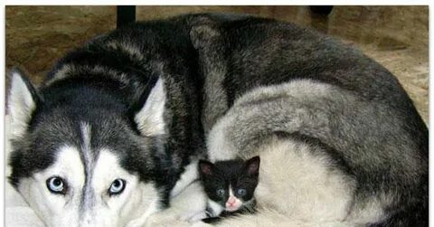Смотрим кота лайка
