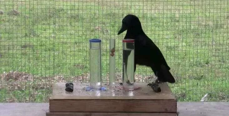 Новокаледонская ворона. Вороны умные птицы. Новокаледонский ворон. Новокаледонский ворон умнейшая птица. Новокаледонская ворона.