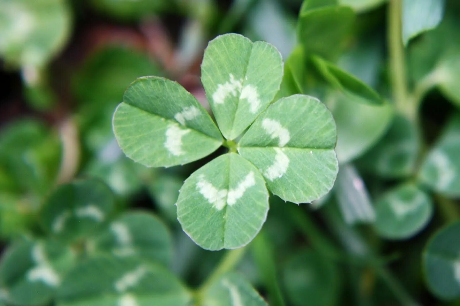 Удача 1. Клевер четырехлистник символ удачи. Подкова приносит удачу. Удача 1. Ирландский клевер четырехлистный.