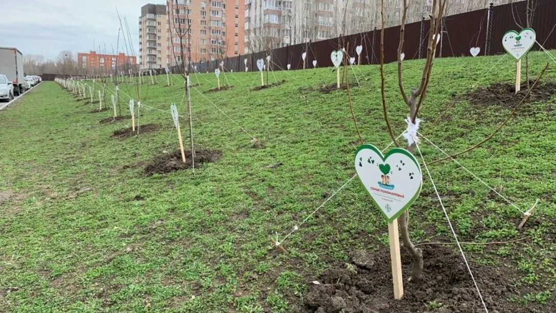 День посадки деревьев 2025. Таблички для древонасаждения. аксай дерево. посадка деревьев белебей. вересаева деревья.