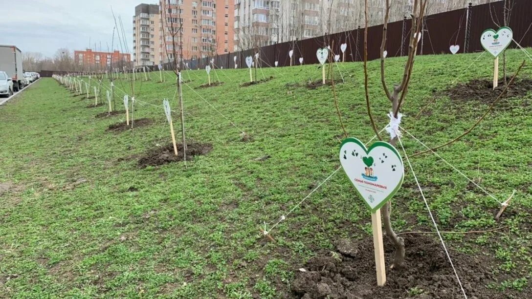 Дерево посажено подрумяненный. Табличка древонасаждения. Красная Пахра посадка деревьев. Акция сажаем деревья яблони. Деревья посаженные в Ростове на Дону.